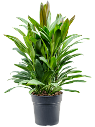Vibrant Ti Plant Cordyline fruticosa' Glauca' Indoor House Plants W50  H(80-90) cm, Potsize D24 cm - from 44.55 | Getpotted.com