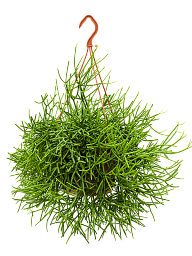 Cheerful Mistletoe Cactus Rhipsalis heteroclada Indoor House Plants