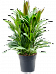 Vibrant Ti Plant Cordyline fruticosa' Glauca' Indoor House Plants