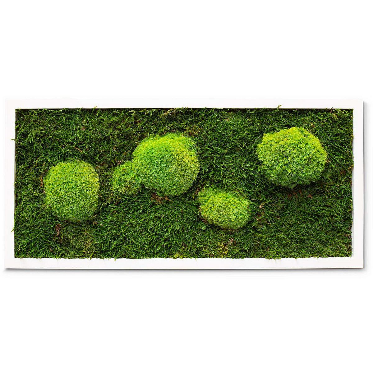PREMIUM Moss Wall Art Artificial Moss Plant