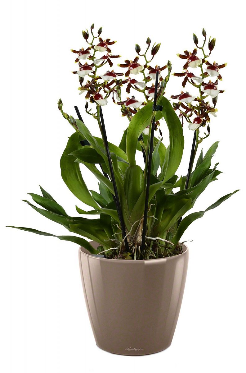 Blooming Oncidium Orchid in LECHUZA CLASSICO LS Self-watering Planter, Total Height 65 cm