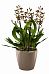 Blooming Oncidium Orchid in LECHUZA CLASSICO LS Self-watering Planter, Total Height 65 cm