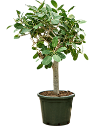 Lush Banyan Fig Ficus benghalensis 'Audrey' Indoor House Plants