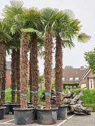Windmill Palm Tree Trachycarpus fortunei (300-350)