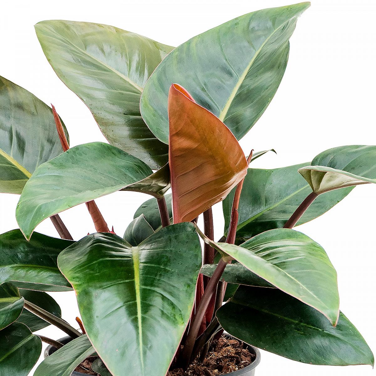 Lush Heart-Leaf Philodendron Red Congo Indoor House Plants