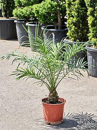Tropical Pygmy Date Palm Phoenix roebelenii (470-500) Indoor House Plants