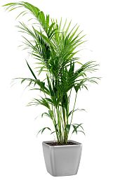 Howea Forsteriana in LECHUZA QUADRO LS Self-watering Planter, Total Height 160 cm