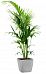 Howea Forsteriana in LECHUZA QUADRO LS Self-watering Planter, Total Height 160 cm