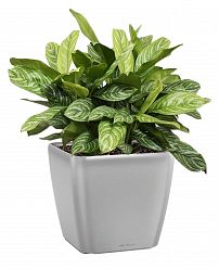 Aglaonema Stripes in LECHUZA QUADRO LS Self-watering Planter, Total Height 60 cm