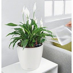 LECHUZA CLASSICO Color Round Poly Resin Self-watering Planter Set