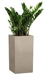 Zamioculcas in LECHUZA CANTO Stone High Self-watering Planter, Total Height 110 cm