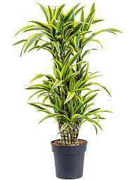 Colorful Corn Plant Dracaena fragrans 'Lemon Lime' Tall Indoor House Plants Trees