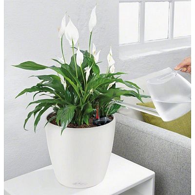 LECHUZA CLASSICO Color Round Poly Resin Self-watering Planter Set