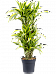 Colorful Corn Plant Dracaena fragrans 'Lemon Lime' Tall Indoor House Plants Trees