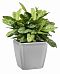 Aglaonema Stripes in LECHUZA QUADRO LS Self-watering Planter, Total Height 60 cm