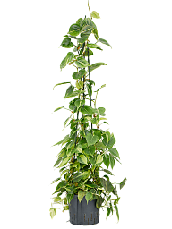 Lush Heart-Leaf Philodendron scandens 'Brasil' Indoor House Plants