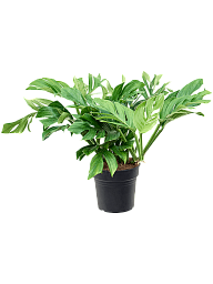 Shade-loving Monkey Leaf Monstera pinnatipartita Indoor House Plants
