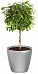 Ficus Benjamina Exotica in LECHUZA CLASSICO LS Self-watering Planter, Total Height 70 cm