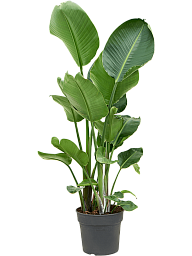 Tropical Bird of Paradise Strelitzia nicolai Indoor House Plants