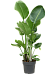 Tropical Bird of Paradise Strelitzia nicolai Indoor House Plants