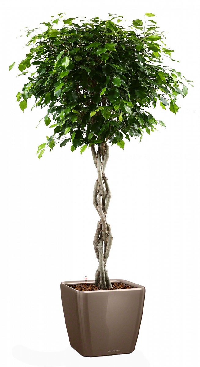 Braided Ficus Benjamina Exotica in LECHUZA QUADRO LS Self-watering Planter, Total Height 140 cm