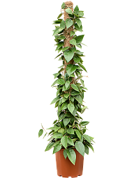 Hoya parasitica 'Black Edge'