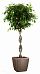 Braided Ficus Benjamina Exotica in LECHUZA QUADRO LS Self-watering Planter, Total Height 140 cm