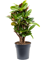 Colorful Croton (Codiaeum) variegatum 'Petra' Indoor House Plants