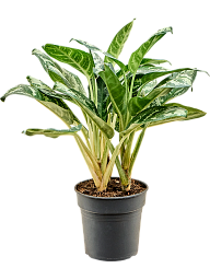 Aglaonema 'Amazon Silver'