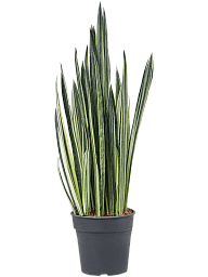 Easy-Care Snake Plant Sansevieria trifasciata 'Bantel' Indoor House Plants