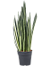 Easy-Care Snake Plant Sansevieria trifasciata 'Bantel' Indoor House Plants