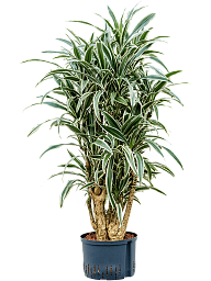 Graceful Dragon Tree Dracaena deremensis 'White Stripe' Indoor House Plants