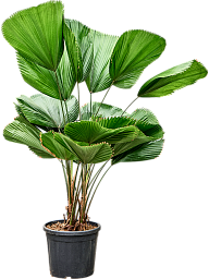 Lush Ruffled Fan Palm Licuala grandis Tall Indoor House Plants Trees