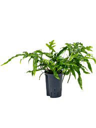 Easy-Care Kangaroo Foot Fern Microsorum diversifolium Indoor House Plants