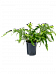 Easy-Care Kangaroo Foot Fern Microsorum diversifolium Indoor House Plants
