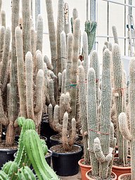 Easy-Care Old Man Cactus Espostoa lanata Indoor House Plants