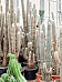Easy-Care Old Man Cactus Espostoa lanata Indoor House Plants