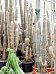 Easy-Care Old Man Cactus Espostoa lanata Indoor House Plants