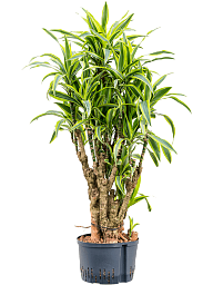Colorful Corn Plant Dracaena fragrans 'Lemon Lime' Tall Indoor House Plants Trees