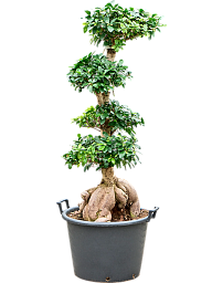 Cute Chinese Banyan Ficus microcarpa 'Ginseng' Indoor House Plants