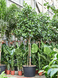 Lush Autograph Tree Clusia rosea Indoor House Plants