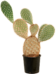 Easy-Care Prickly Pear Cactus Opuntia galapageia (60-80) Indoor House Plants