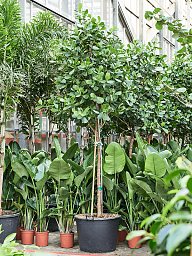 Lush Autograph Tree Clusia rosea Indoor House Plants