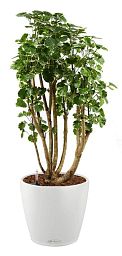 Polyscias Balfouriana in LECHUZA CLASSICO Color Self-watering Planter, Total Height 120 cm