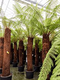 Lush Soft Tree Fern Dicksonia antarctica Tall Indoor House Plants Trees