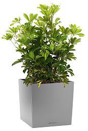 Schefflera in LECHUZA CUBE Self-watering Planter, Total Height 65 cm