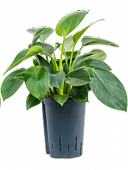 Philodendron 'Green Princess'