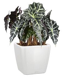 Alocasia Polly in LECHUZA QUADRO LS Self-watering Planter, Total Height 70 cm