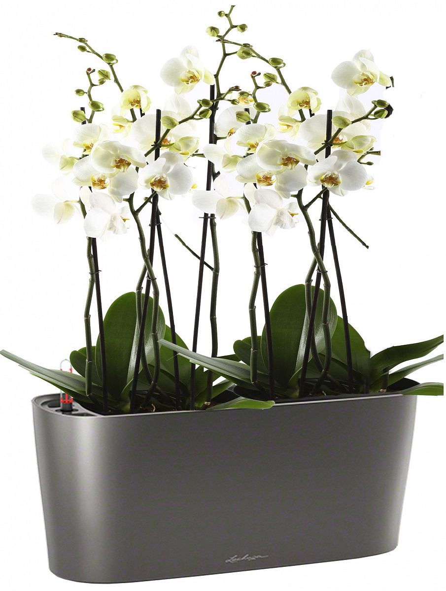 Blooming Phalaenopsis Orchid in LECHUZA DELTA Self-watering Planter, Total Height 60 cm
