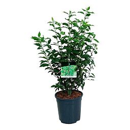 Lush Portugal Laurel Prunus lusitanica 'Angustifolia' Outdoor Plants